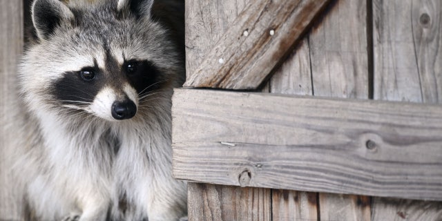 Stock image of a raccoon