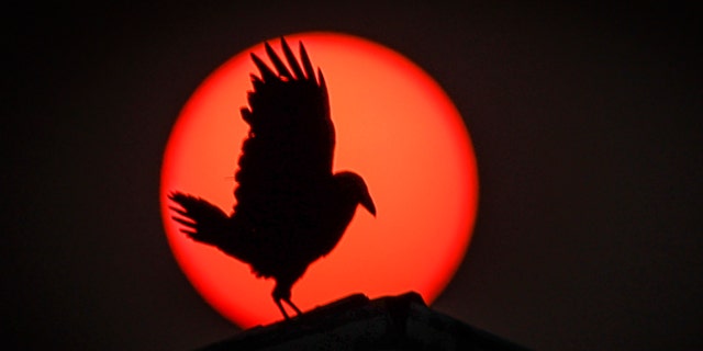 Raven silhouette