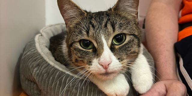 tabby kitten