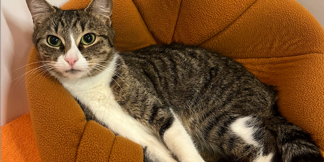 tabby kitten