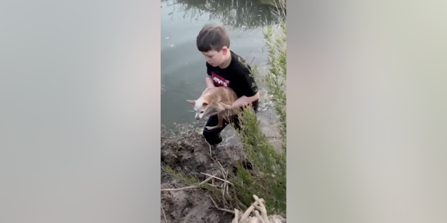 Rescue dog