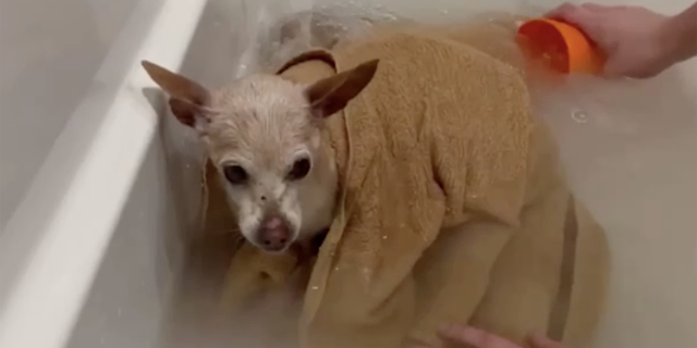 Rescue dog