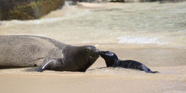 Seal