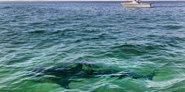 Recent shark bites scary, but serious injuries remain rare 2 Shark Bites-Explainer