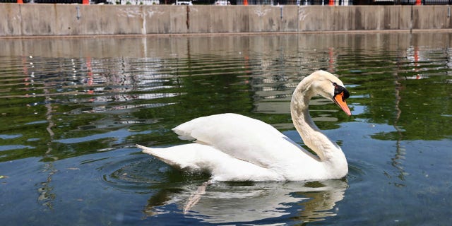 Manny the swan