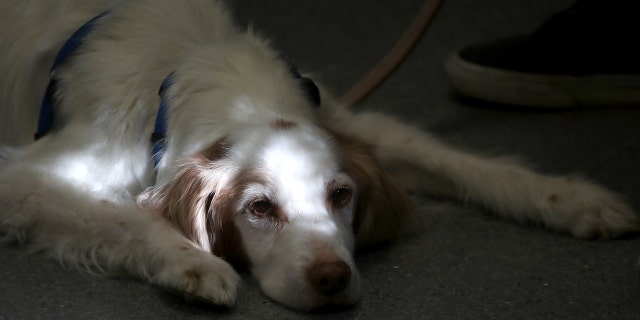 A dog waits to be seen at Los Gatos Dog and Cat Hospital