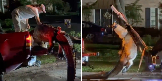 TX alligator split
