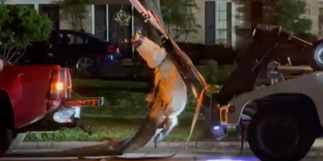 gator wrangled in TX