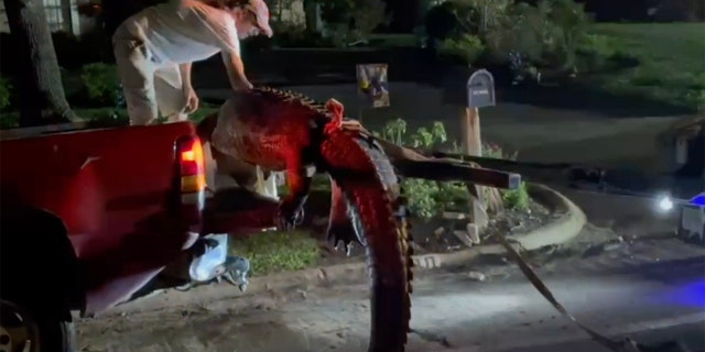TX alligator pick up truck