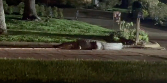 TX alligator on street