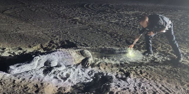 Treasure Island Police Department officer examines alligator sand sculpture.