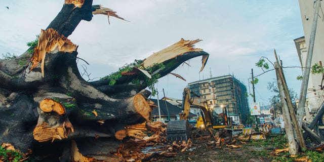 Historic fallen tree in Sierra Leone