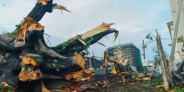 Historic fallen tree in Sierra Leone