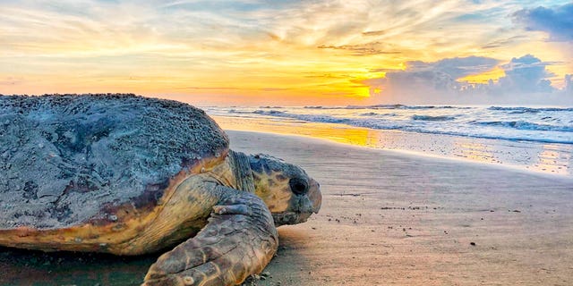 Sea Turtles Dredging Threat