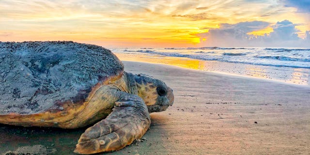 Sea Turtles Dredging Threat