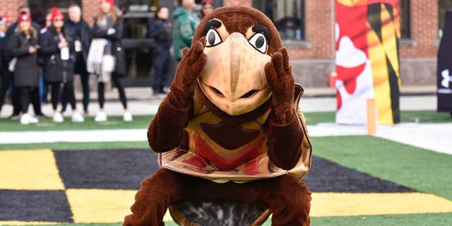 Testudo mascot dancing