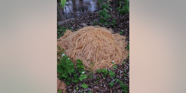 Giant heap of cooked spaghetti