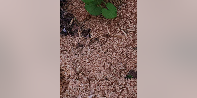 Cooked macaroni noodles dumped in woods