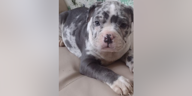 New York Metropolis pet stolen by armed theft suspects throughout sale: police