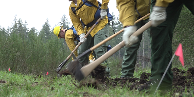 Wildland firefighters in field training to prepare for wildfires.