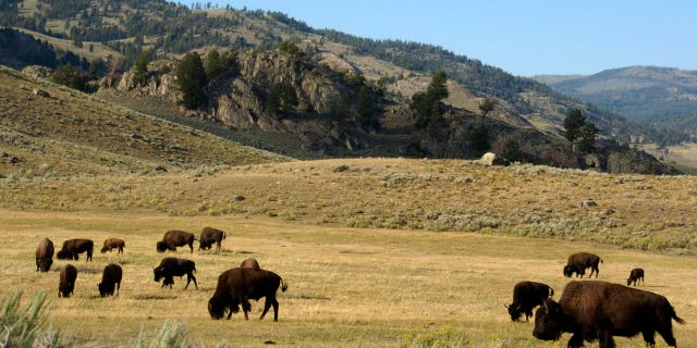 Yellowstone officials kill baby bison due to herd rejection after visitor picked it up 2 Yellowstone Bison Calf