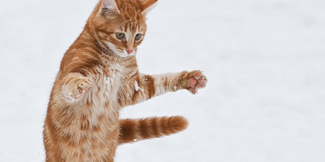 Cat in snow