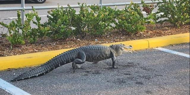 Alligator walking through parking lot