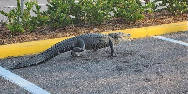 Alligator walking through parking lot