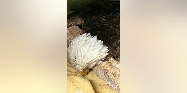 Bald eagle successful Wisconsin earlier dying