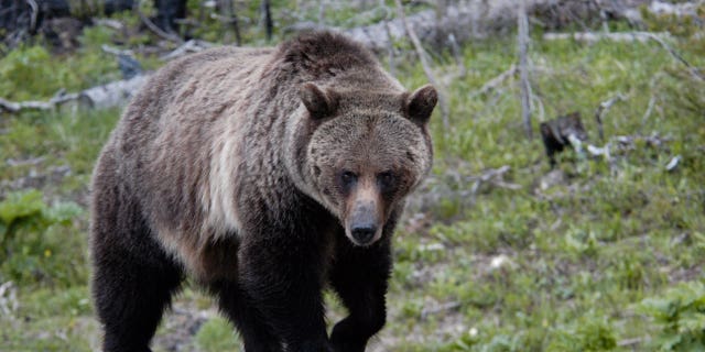 Grizzly bear at Yellowstone