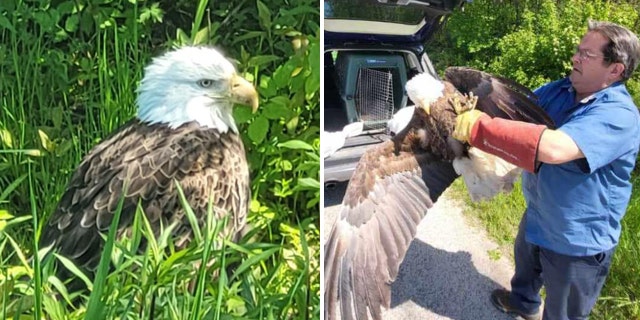 bald eagle dies split
