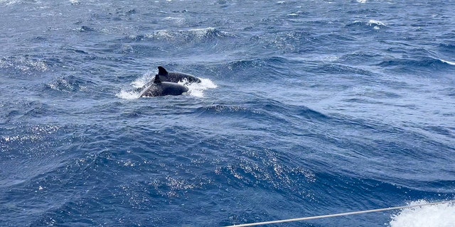 Killer whales ram boat off the coast of Morocco: 'We were sitting ducks,' says 'petrified' couple  at george magazine