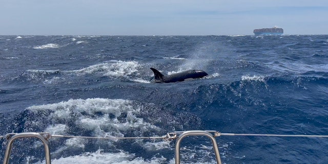 killer whales off the coast of Morocco