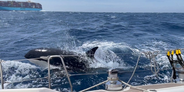 orcas in the water