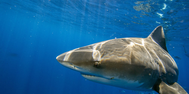 A bull shark in the ocean