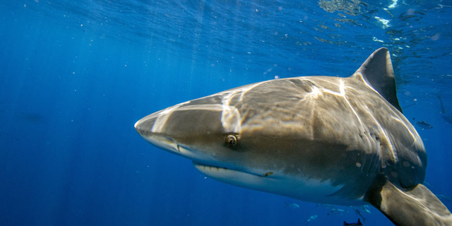 A bull shark in the ocean