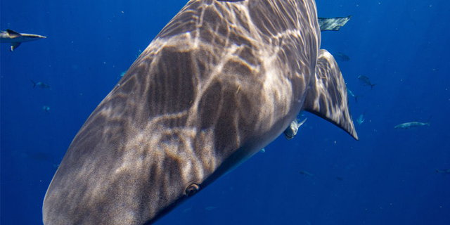 Bull shark swims in ocean