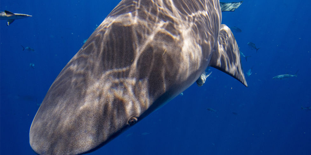 Bull shark swimming in the sea