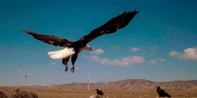 Un águila calva aterriza en un viaje