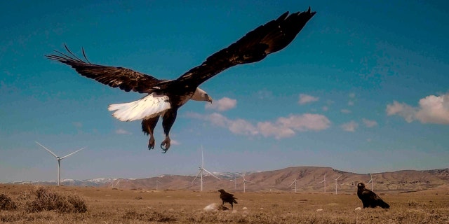 Een Amerikaanse zeearend landt op een reis