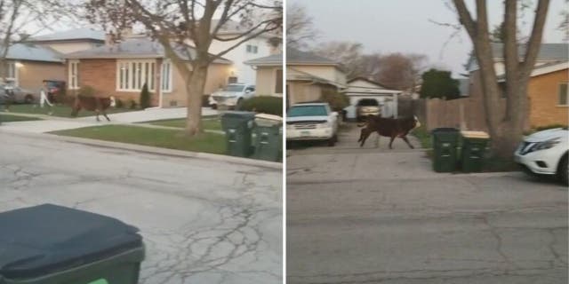 cow runs in chicago street