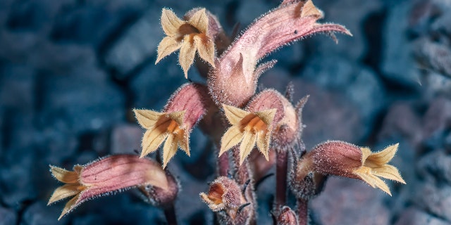 clustered broomrape parasitic plant