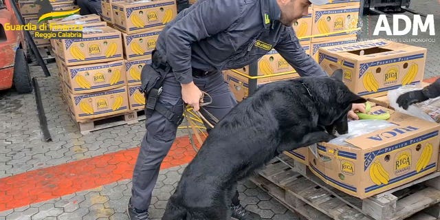 Un perro italiano detector de cocaína encuentra 3 toneladas de la droga escondidas en un cargamento de plátanos 4 perro olfateador de cocaina