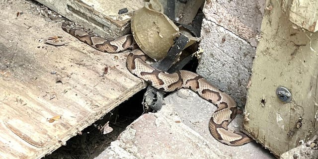 Copperhead close up