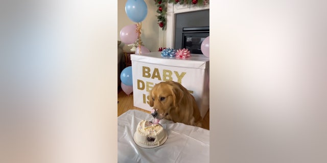 Beau the dog gender reveal