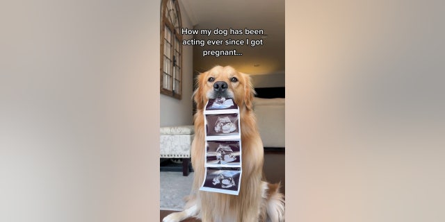 Beau the dog gender reveal