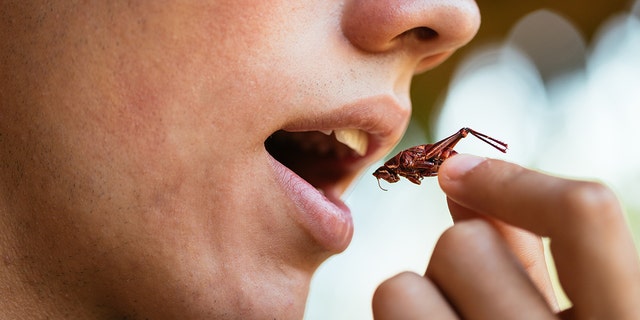 eating a cricket