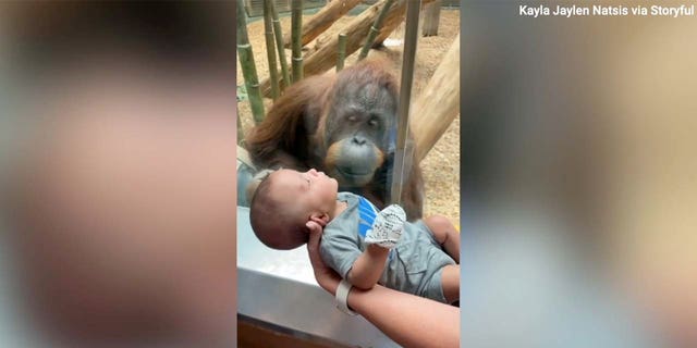 orangutan asks to see baby at zoo