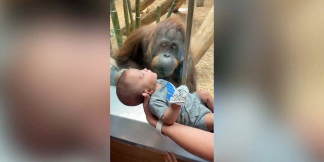 orangutan asks to see baby at zoo