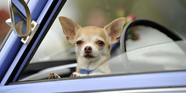 Dog sits behind drivers seat in car